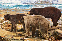 Alaskan Black Bears Diorama – Carnegie Museum of Natural History, Pittsburgh, Pennsylvania