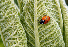 7 Spot Ladybird 16105