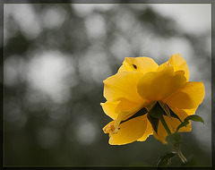 Golden Yellow Garden Rose: The 112th Flower of Spring & Summer! [Explore #35]
