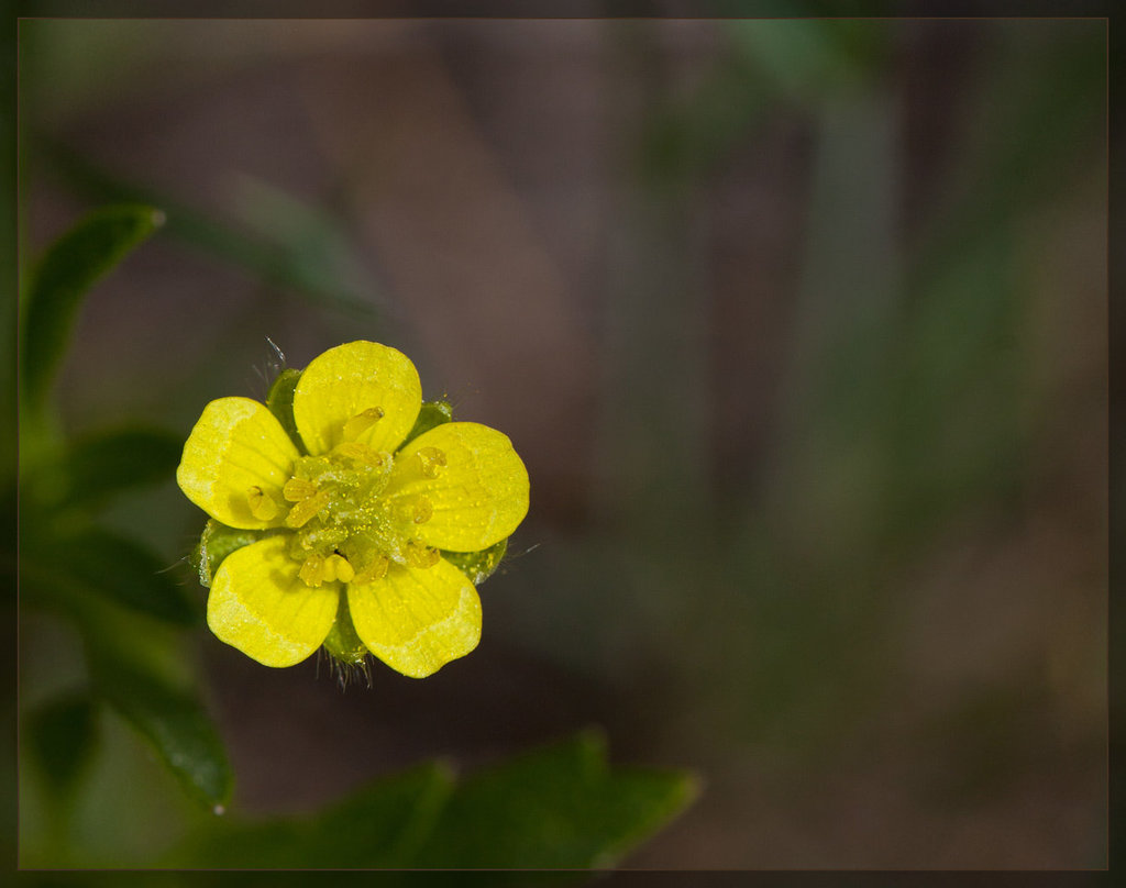 Water Plantain Buttercup: The 111th Flower of Spring & Summer!