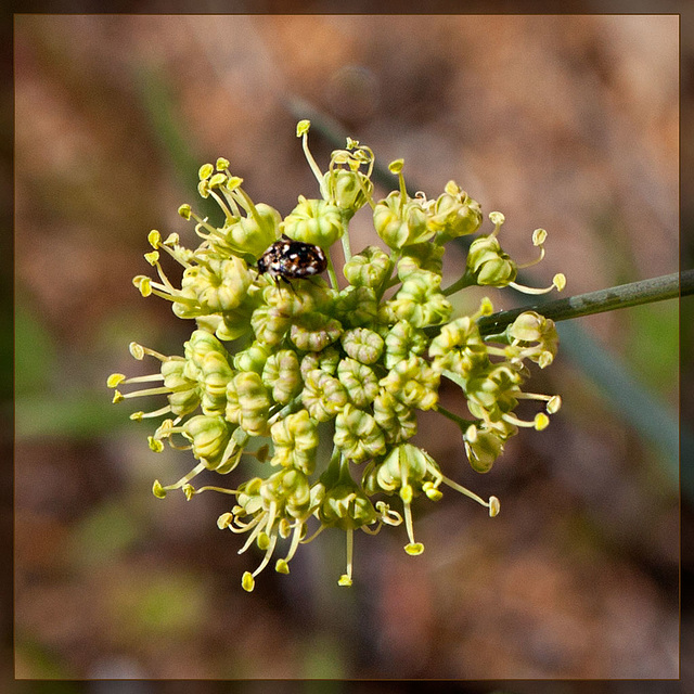 Bare-stem Desert Parsley: The 73rd Flower of Spring & Summer!