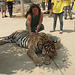 tiger patting