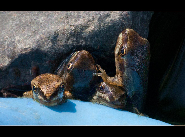 Lucky's Pond: You're Stepping on My Head! (and update!) [Explore #32]