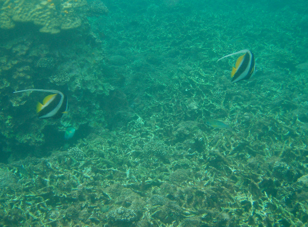 more snorkelling