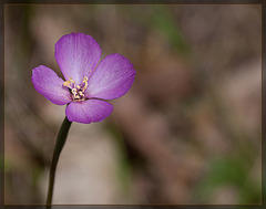 Slender Clarkia: The 108th Flower of Spring & Summer!