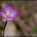 Slender Clarkia: The 108th Flower of Spring & Summer!