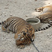 sleepy tigers