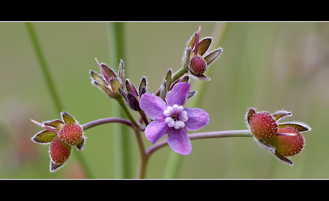 Great Hound's Tongue Blossom & Seed Pods (Explore #30!)