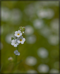 Soft Popcornflower: The 109th Flower of Spring & Summer!