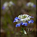 Giant Blue-Eyed Mary: The 71st Flower of Spring & Summer!