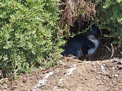 nesting Fairy Penguin
