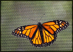 The Beautiful Monarch Butterfly