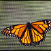 The Beautiful Monarch Butterfly