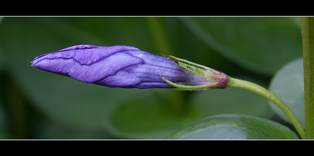 Large Periwinkle: the 69th Flower of Spring & Summer! (Explore #26!)