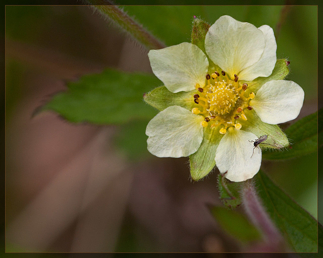 Sticky Cinquefoil: the 72nd Flower of Spring & Summer!