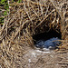 penguins in burrow