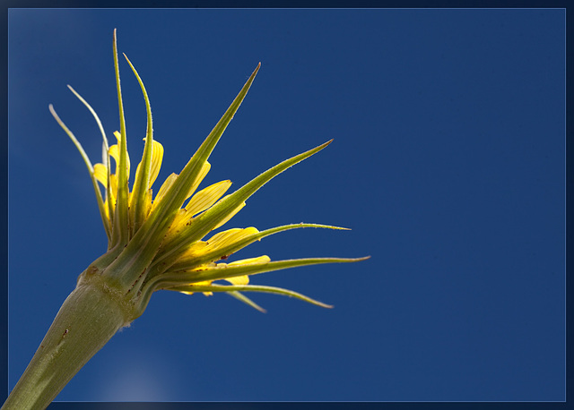 Western Goatsbeard: The 107th Flower of Spring & Summer! [Explore #31]