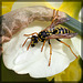 Paper Wasp Drinking Water