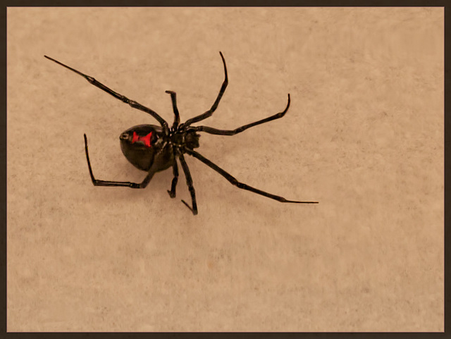 Venomous Beauty: The Black Widow Spider (STORY TIME!!)