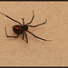 Venomous Beauty: The Black Widow Spider (STORY TIME!!)