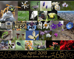365: April Collage