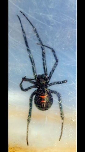 Fascinating Facts About Widow Spiders!