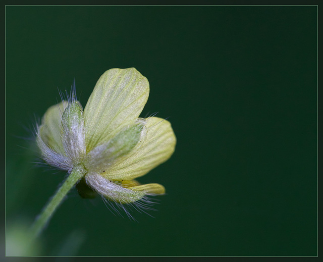 Creeping Buttercup: The 106th Flower of Spring & Summer