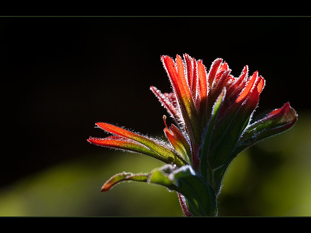 119/365: "Come forth into the light of things, let nature be your teacher." ~ William Wordsworth