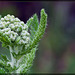 Yarrow: The 68th Flower of Spring & Summer!