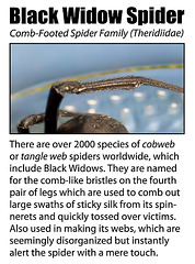 Why the Black Widow Spider is in the Comb-footed Family