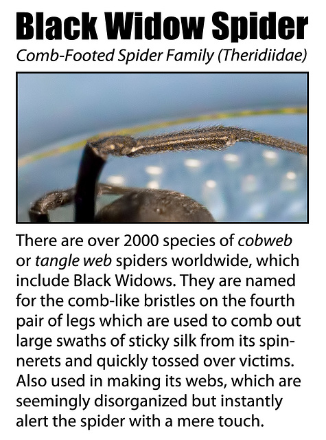 Why the Black Widow Spider is in the Comb-footed Family