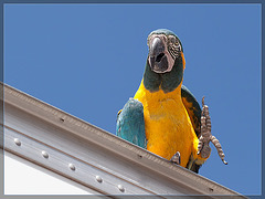 Jackson County Fair: Blue & Gold Macaw Waving Hi!