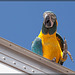 Jackson County Fair: Blue & Gold Macaw Waving Hi!