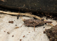 Patio Life: Groundhopper