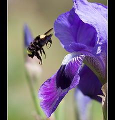 Bee Taking Off After a Tasty Iris Nectar Beverage! :)