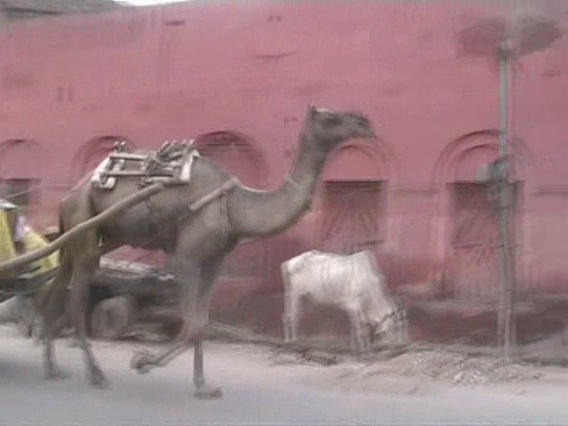 Agra camel cart2