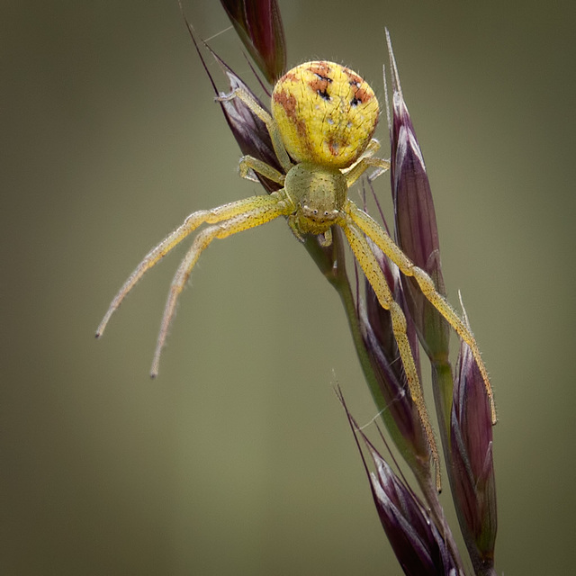 yellow crab spider