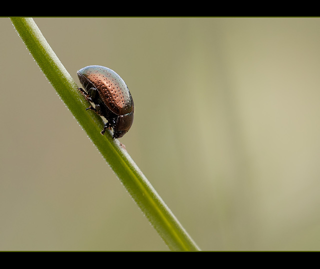 The Beautiful Klamathweed Beetle (2 pictures below!)