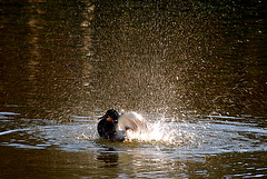 Duck at Schloss Schönbrunn
