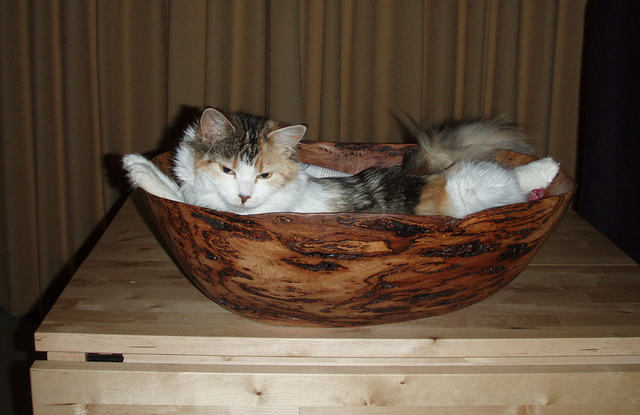 a bowlful of Leeloo