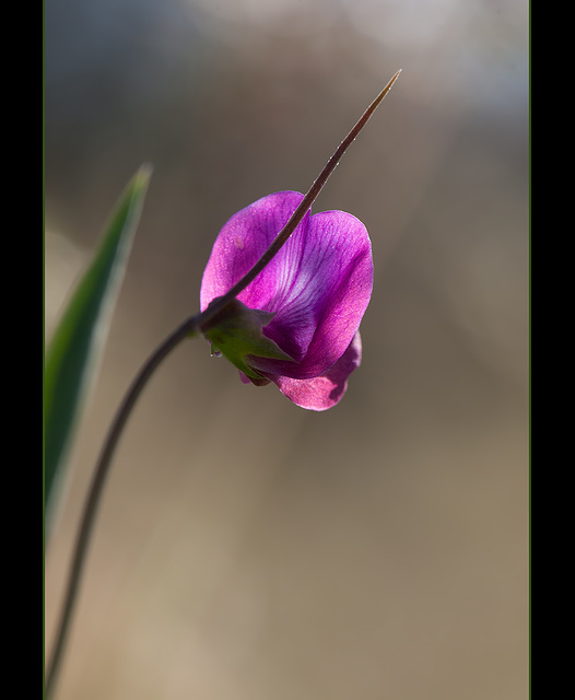 113/365: "Romance is the glamour which turns the dust of everyday life into a golden haze." ~ Carolyn Gold Heilbrun