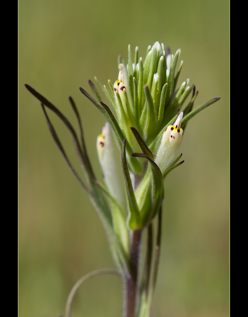Narrowleaf Indian Paintbrush: The 163rd Flower of Spring & Summer! (3 pix below)