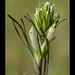 Narrowleaf Indian Paintbrush: The 163rd Flower of Spring & Summer! (3 pix below)