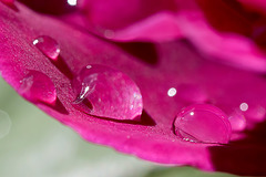 Pink Droplets