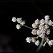 Smallflowered Everlasting: The 134th Flower of Spring & Summer!