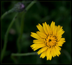 False Dandelion: The 65th Flower of Spring & Summer!