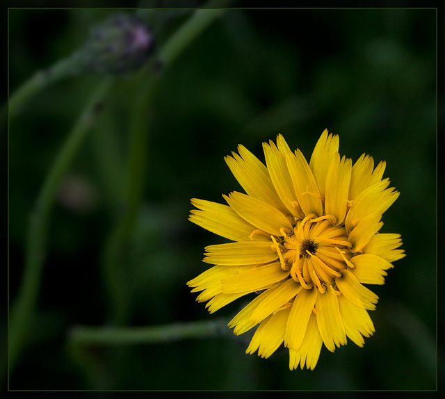False Dandelion: The 65th Flower of Spring & Summer!