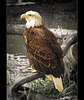 San Francisco Zoo: Bald Eagle