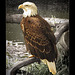 San Francisco Zoo: Bald Eagle