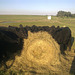 heifers around the hay